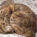 レス40番の画像1