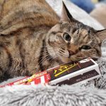 レス13番の画像1