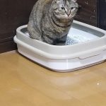 レス49番の画像1