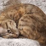 レス40番の画像2