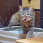 レス49番の画像2