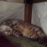 レス9番の画像1