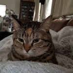 レス25番の画像1