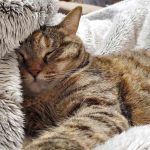 レス18番の画像1