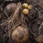 レス16番のサムネイル画像