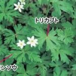 レス4番の画像2