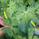 レス4番の画像3