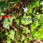 レス4番の画像1