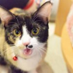 レス22番の画像2