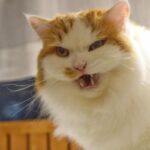 レス3番の画像2