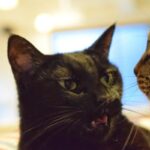 レス26番の画像1