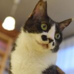 レス43番の画像1