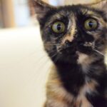 レス22番の画像1