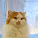 レス3番の画像1