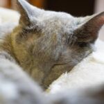 レス59番の画像1