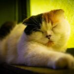 レス37番の画像1