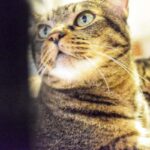 レス26番の画像3