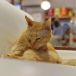 レス25番の画像1