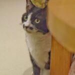 レス43番の画像2