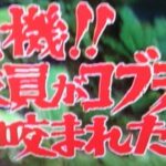 レス17番の画像1