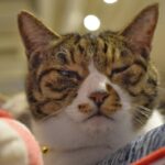 レス32番の画像1