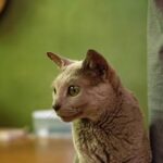 レス51番の画像1