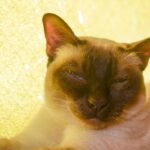 レス56番の画像1