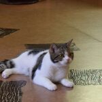 レス51番の画像2