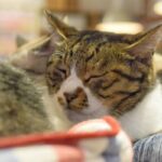 レス23番の画像1