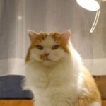 レス3番の画像4