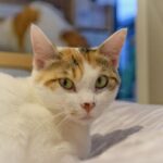 レス29番の画像1