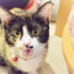 レス12番の画像1