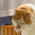 レス49番の画像2