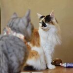 レス15番の画像1