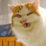 レス4番の画像1