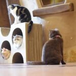 レス9番の画像1