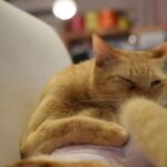 レス6番の画像3