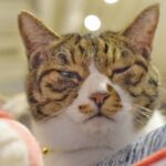 レス17番の画像1