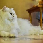 レス31番の画像1