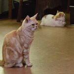 レス51番の画像3