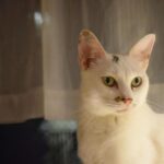 レス20番の画像1