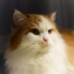 レス14番の画像1