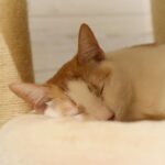 レス20番の画像1