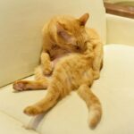 レス26番の画像1