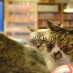 レス1番の画像2