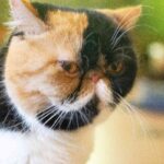 レス47番の画像1