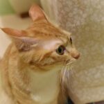 レス28番の画像1