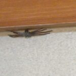 レス29番の画像1