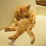 レス6番の画像1