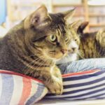 レス49番の画像1